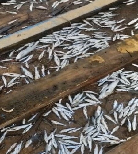 Mortandade de peixes no Canal de Gargaú em SFI é investigada pelo Inea