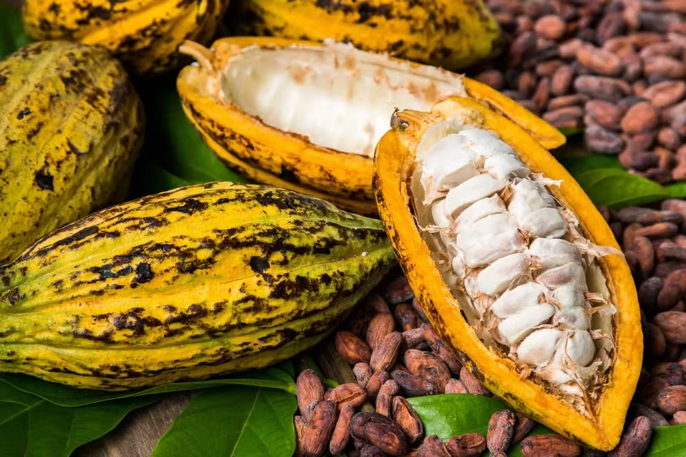 FESTIVAL TEMPERO BAHIA CELEBRA SABORES DA MATA ATLÂNTICA EM SEIS CIDADES BAIANAS