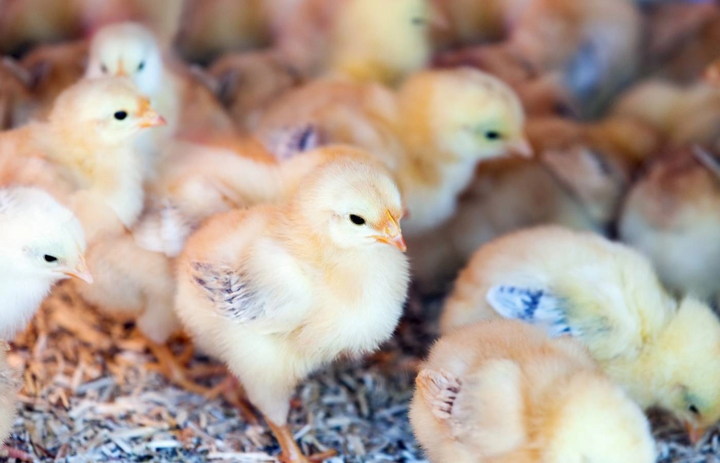 Indústria de ovos: incubatório na Região Sul do país mata em um dia 35 mil pintinhos machos, revela organização