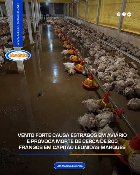 VENTO FORTE CAUSA ESTRAGOS EM AVIÁRIO E PROVOCA MORTE DE CERCA DE 200 FRANGOS EM CAPITÃO LEÔNIDAS MARQUES