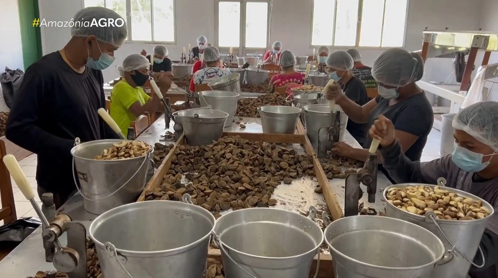 Castanha impulsiona renda de famílias e fortalece economia sustentável em Amaturá, no Amazonas