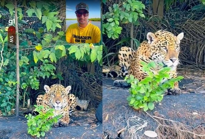 pescador encontra onça-pintada durante pescaria em MT
