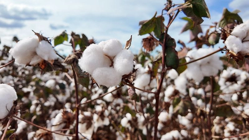 Entre fibras e sementes, algodão constrói uma história de crescimento em Mato Grosso