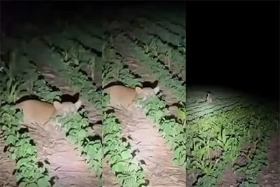 Família é surpreendida por onça-parda gigante a apenas 10 metros de distância em Querência (MT)