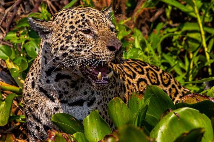 Com voz de Fernanda Torres, filme sobre onças do Pantanal de MT estreia em SP e disputa o “Oscar da natureza”