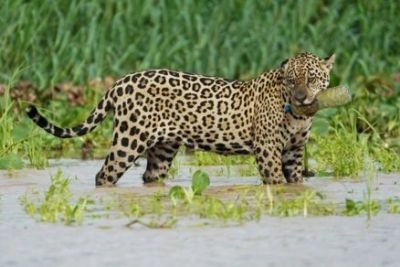Alerta no Pantanal: onça-pintada é flagrada com garrafa plástica na boca e imagem preocupa