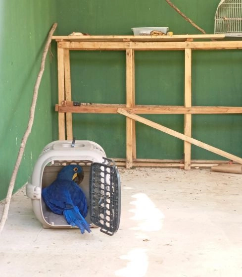Arara-azul é encontrada ferida em quintal e mobiliza resgate dos Bombeiros em Confresa (MT)
