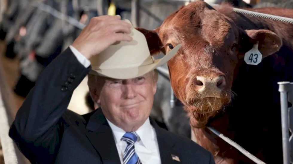 Pecuaristas dos EUA pressionam Trump por tarifa de 25% contra carne bovina do Brasil; entenda o que está em jogo