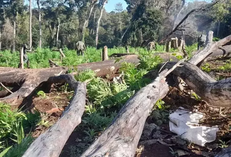 Brasil e Paraguai lançam maior ofensiva contra roças de maconha