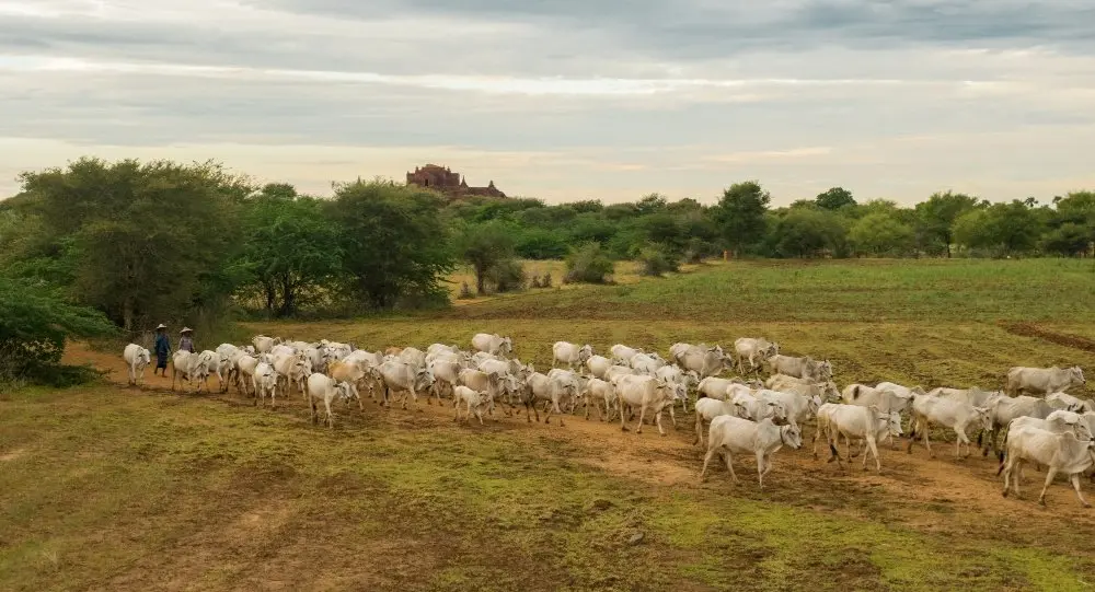 Pecuaristas devem vacinar o rebanho contra brucelose no Estado