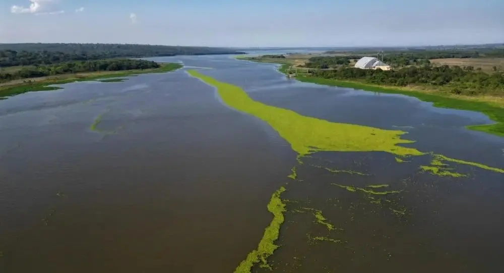 Avanço de macrófitas mobiliza municípios às margens do Rio Pardo