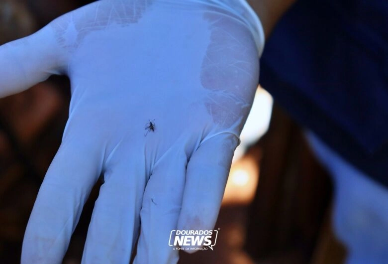 COE aponta redução acentuada de casos de Chikungunya em Dourados