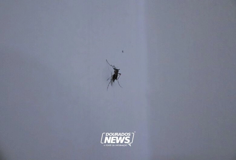 Febre do Nilo Ocidental: não há motivo para pânico, diz médico