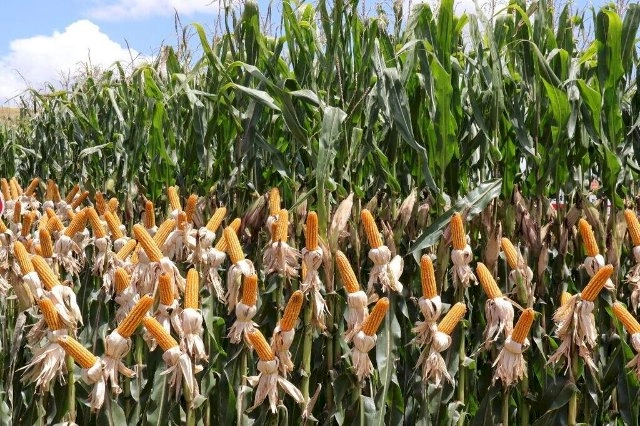 Comercialização do milho fica abaixo de 2025 e alcança 43,5% da safra
