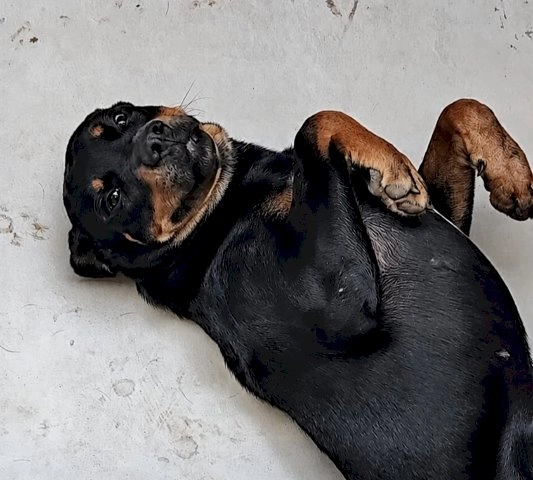 MS tem o 2º maior percentual de lares com cachorro no Brasil