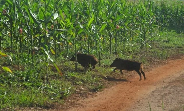 Enquanto colheita avança, javalis provocam danos em lavouras de milho de MS
