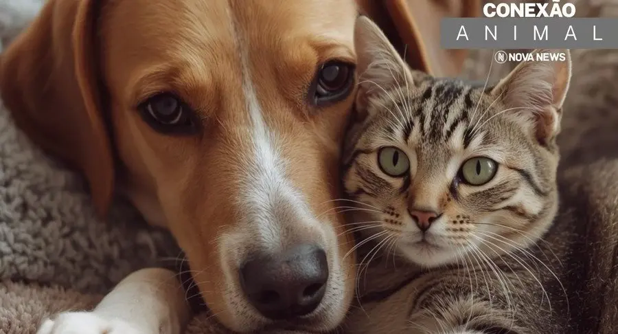 Conexão Animal: conheça os PETs disponíveis para adoção responsável em Nova Andradina e região!