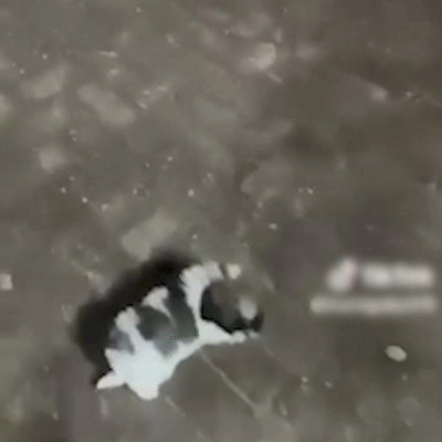 Mulher é presa após ser flagrada agredindo filhote de cachorro a chutes