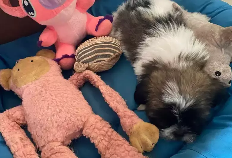 Mulher que arremessou e chutou filhote de shih-tzu tem prisão preventiva decretada