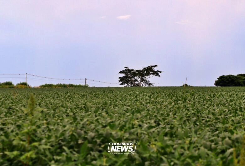 Vazio sanitário da soja termina hoje em MS