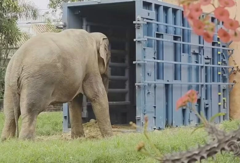 A caminho de santuário, elefante que viveu por 4 décadas em zoológico de SP passa por MS