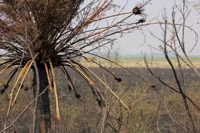 Seca recua em Mato Grosso do Sul e passa a atingir 23% do território
