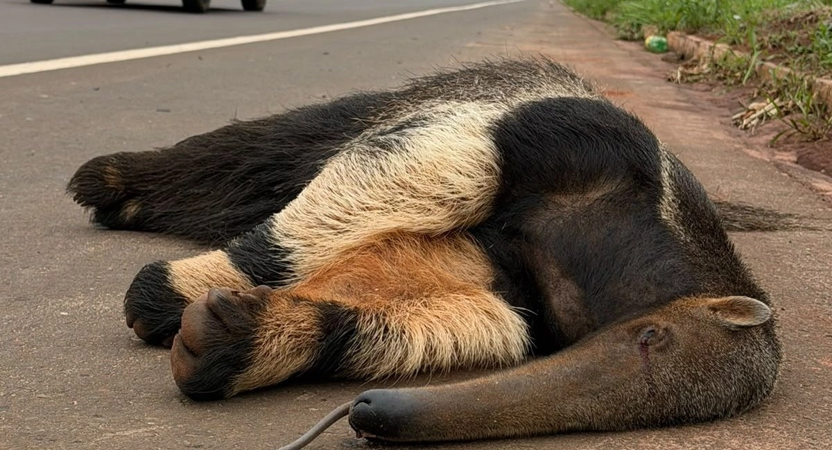 Tamanduá-bandeira morre atropelado em uma das principais avenidas de Nova Andradina