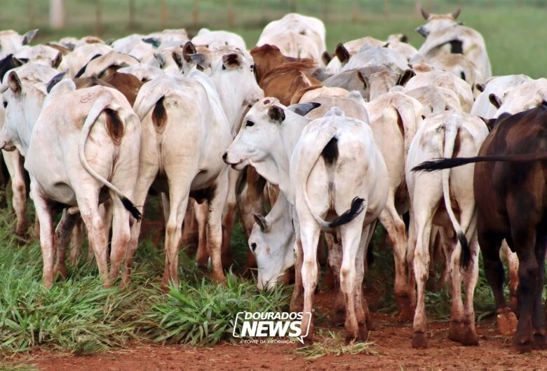 Carne brasileira passa a pagar tarifa de 67% para entrar na China