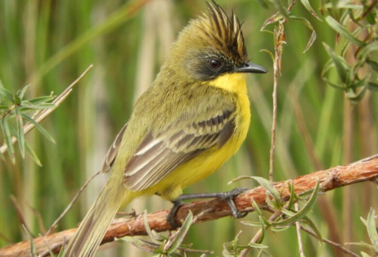 Parque do Ivinhema lidera ranking nacional de observação de aves