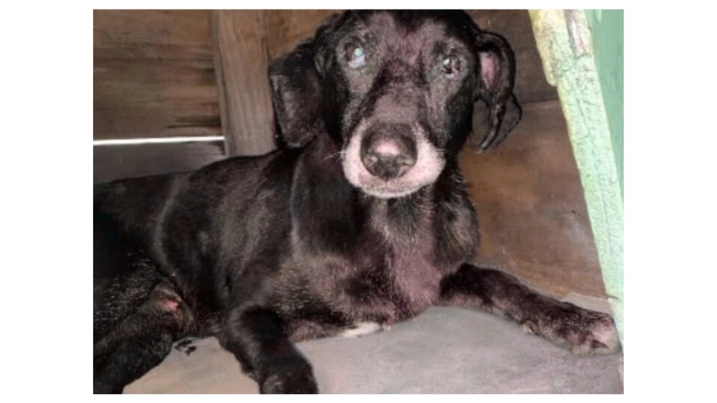 Polícia investiga ataque violento contra três cães na zona rural de Lafaiete