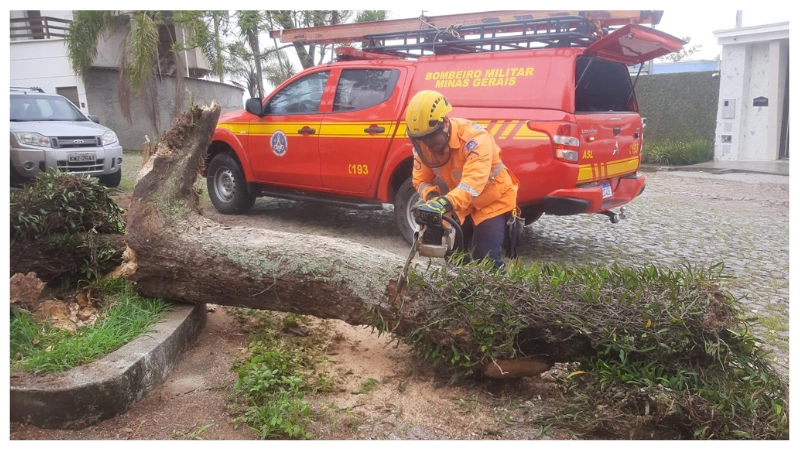 Período chuvoso aumenta risco de queda de árvores, alerta Corpo de Bombeiros