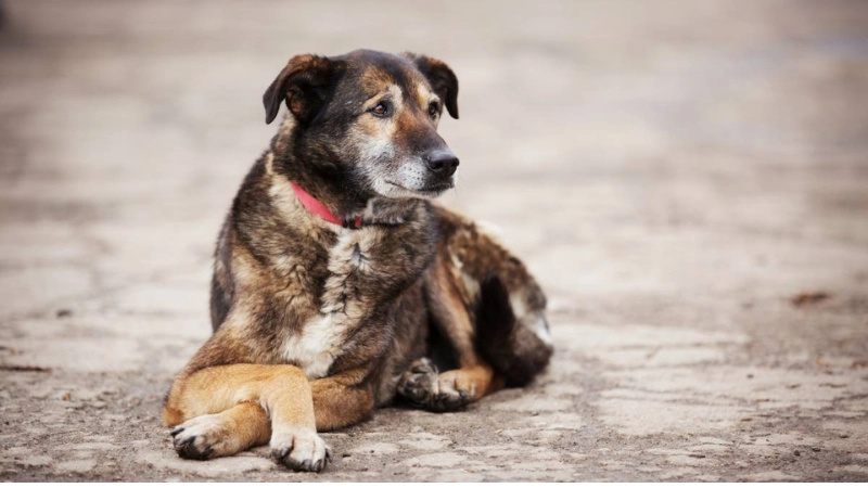 Congonhas abre Chamamento Público para fortalecer ações de Bem-Estar Animal no município