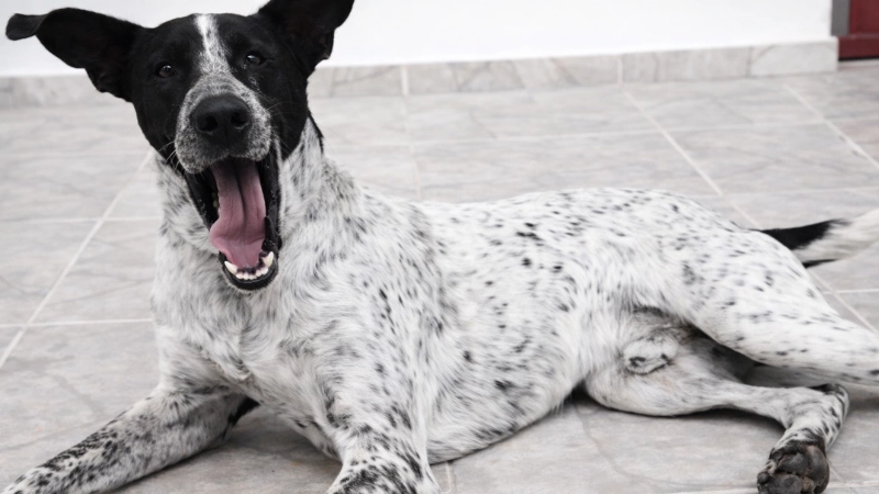 Homem é condenado por matar cão comunitário em Ouro Branco