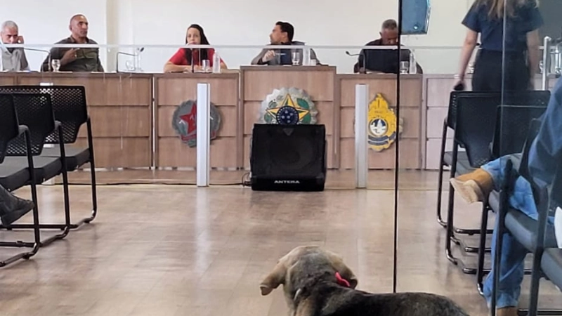 Vereadores cobram ações estruturadas para causa animal em Congonhas