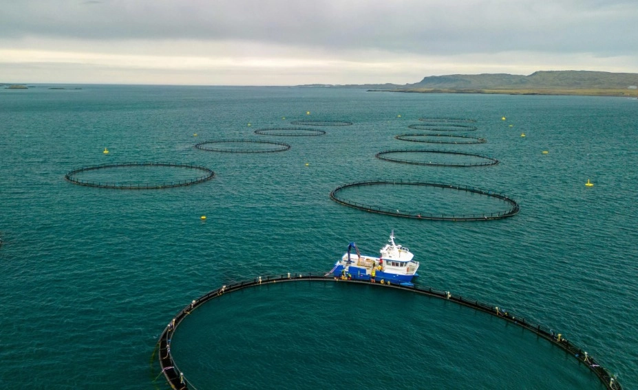 Peixe de aquacultura e insetos desafiam jovens a repensar alimentação