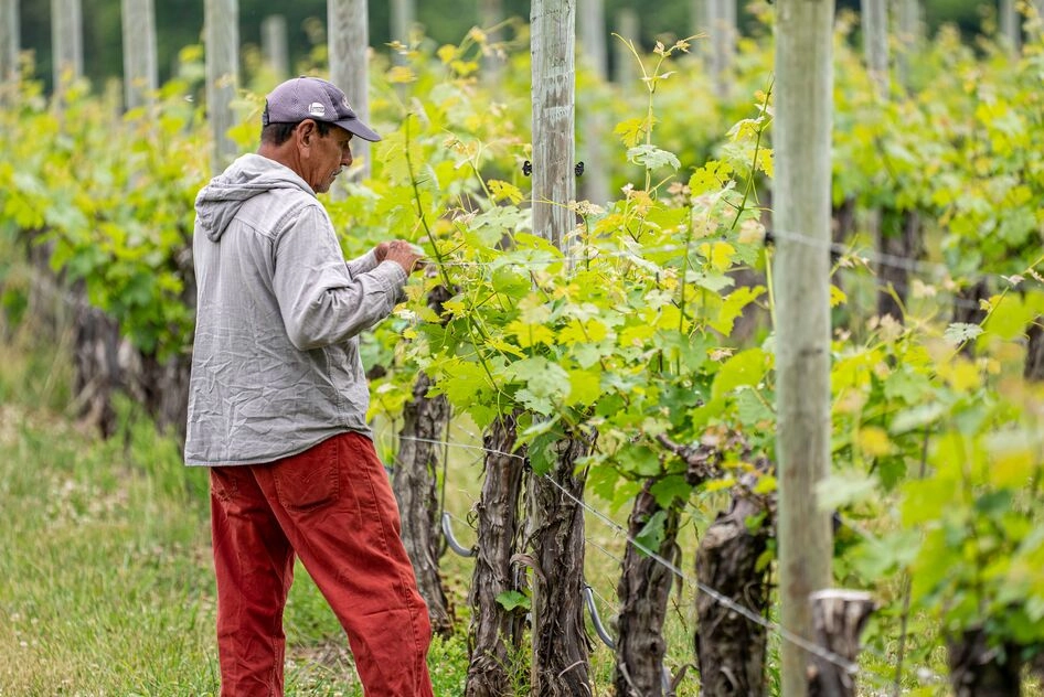 Vinhos sustentáveis do Alentejo entre os finalistas dos Prémios dos Fundos Europeus