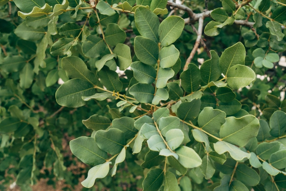 Universidade de Évora testa variedades de alfarrobeira adaptadas ao clima do Alentejo