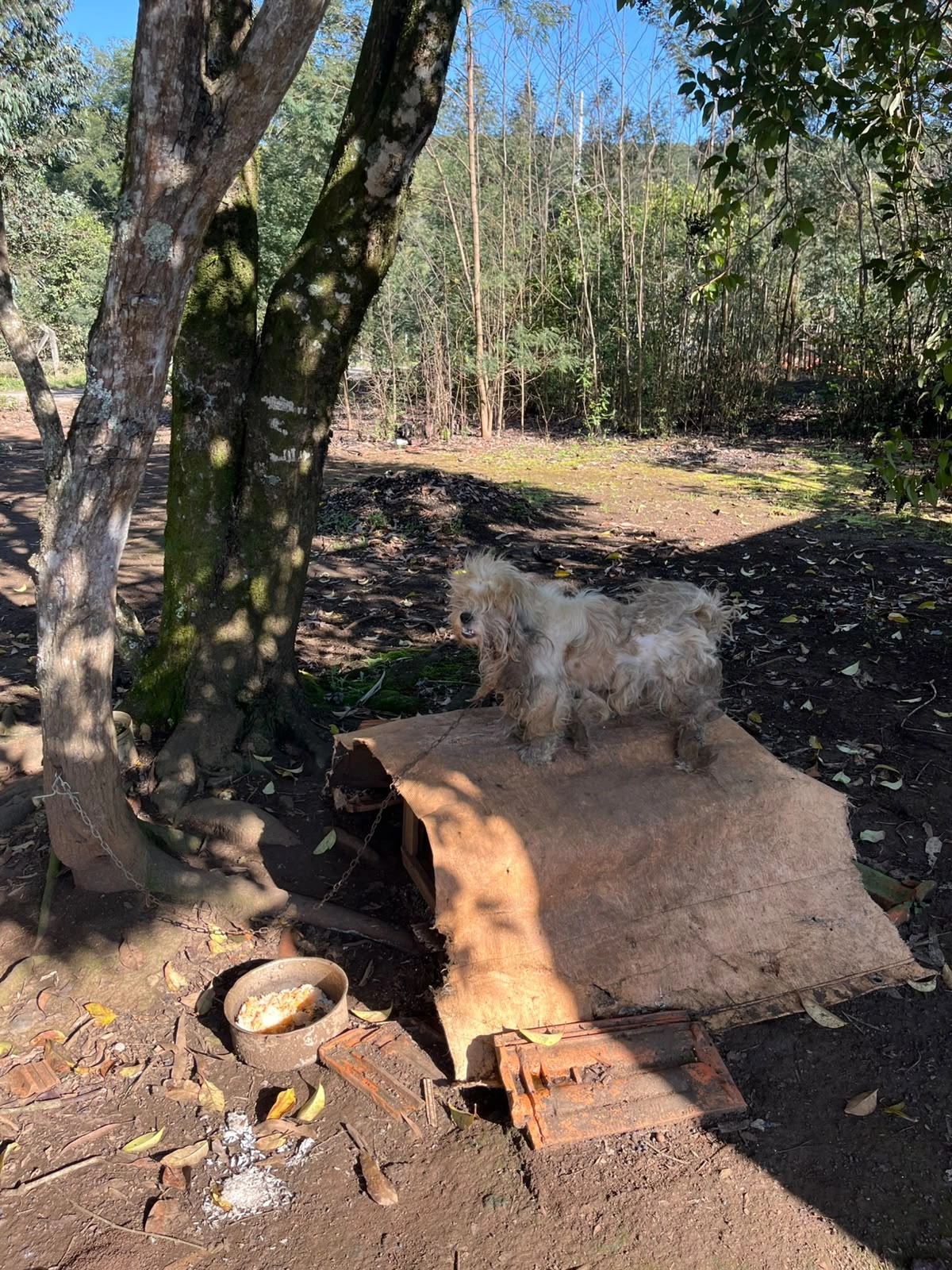 PCPR e Defesa Animal de Irati prendem mulher em flagrante por maus-tratos a cão