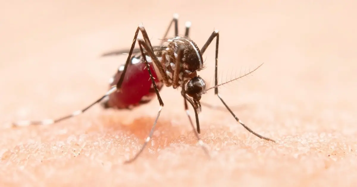 Condados da Flórida decretam estado de emergência após surto de dengue
