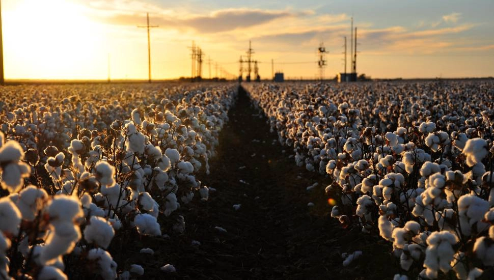 Agricultura: os índices e cotações fechados hoje, dia 6 de julho