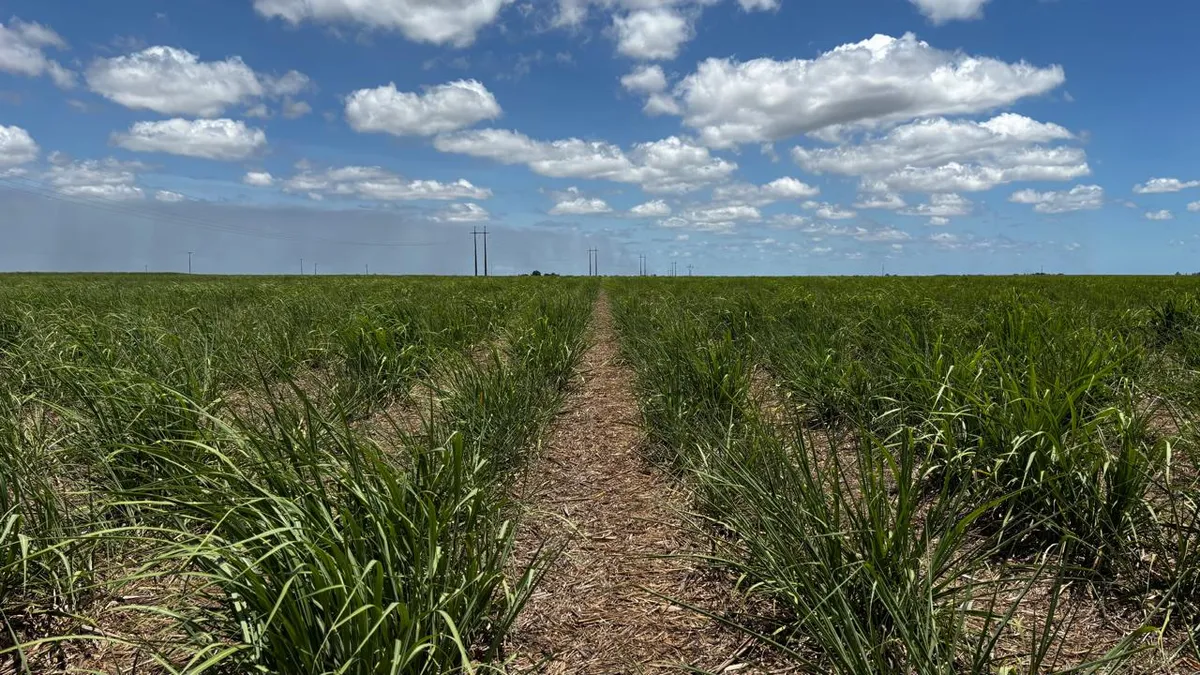 EUA cortam cota de açúcar brasileiro e redistribuem 56 mil toneladas