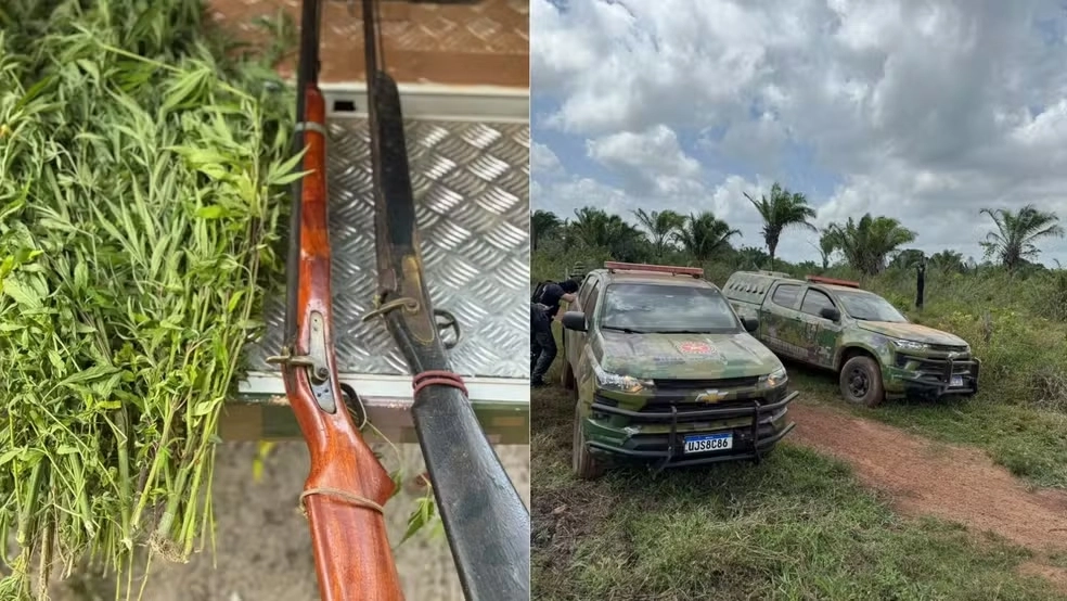 Operação policial erradica plantação com cerca de 1,2 mil pés de maconha em Cândido Mendes, no MA