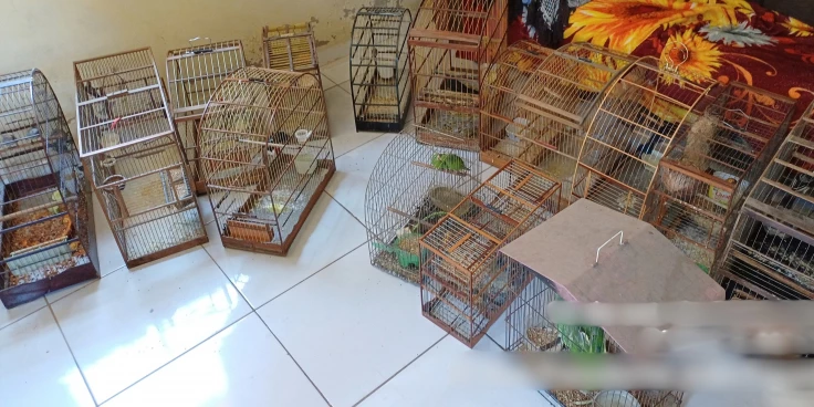 Operação Sumaúma II: PRF registra 14 detenções e 59 animais resgatados no Maranhão