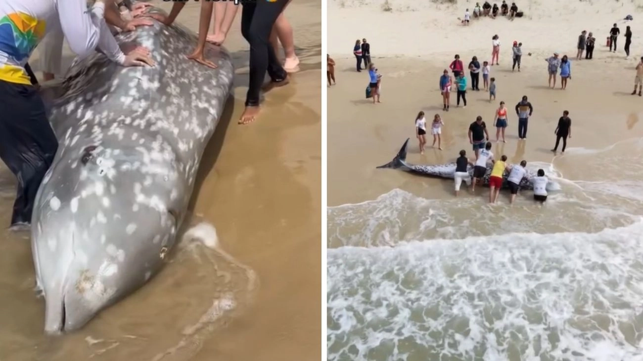 Baleia-bicuda-de-Cuvier encalha na Praia dos Açores e morre apesar de tentativa de resgate