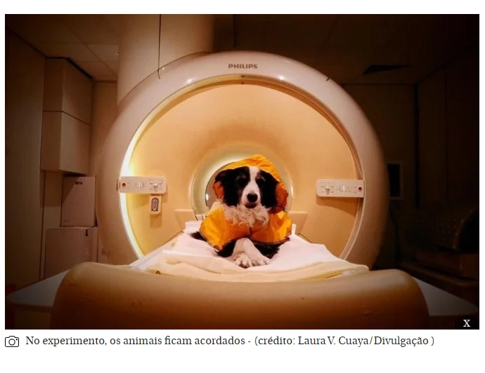 Cães conseguem distinguir raiva, tristeza e medo, revela estudo