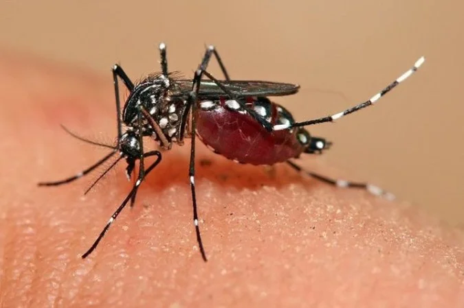 Pela 1ª vez, o 'Aedes aegypti' se reproduz em Londres, no Reino Unido