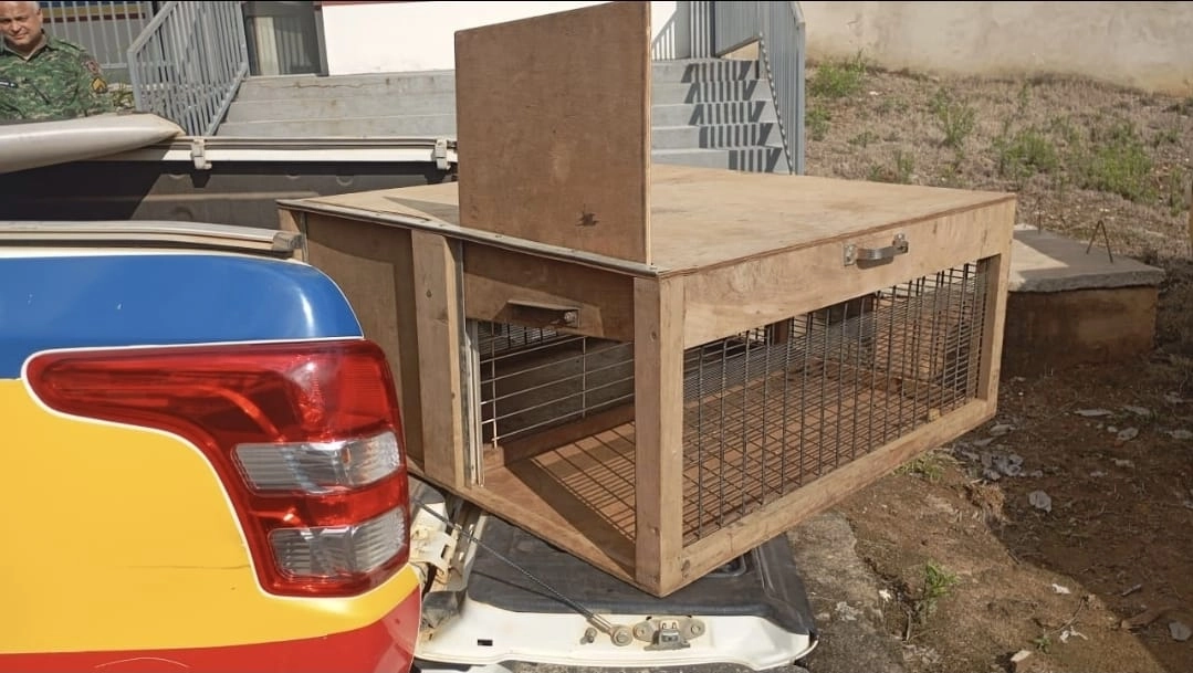 Dois homens são presos com arma e cães com sinais de maus-tratos em Reduto