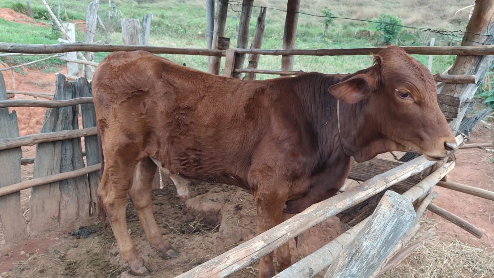 PCMG prende autor de maus-tratos contra bois e cão em Abre Campo