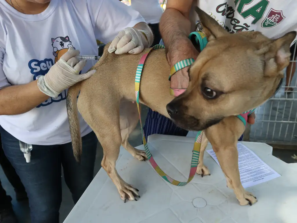 Manhuaçu realiza Dia D de Vacinação Antirrábica na sede do município neste sábado (10)