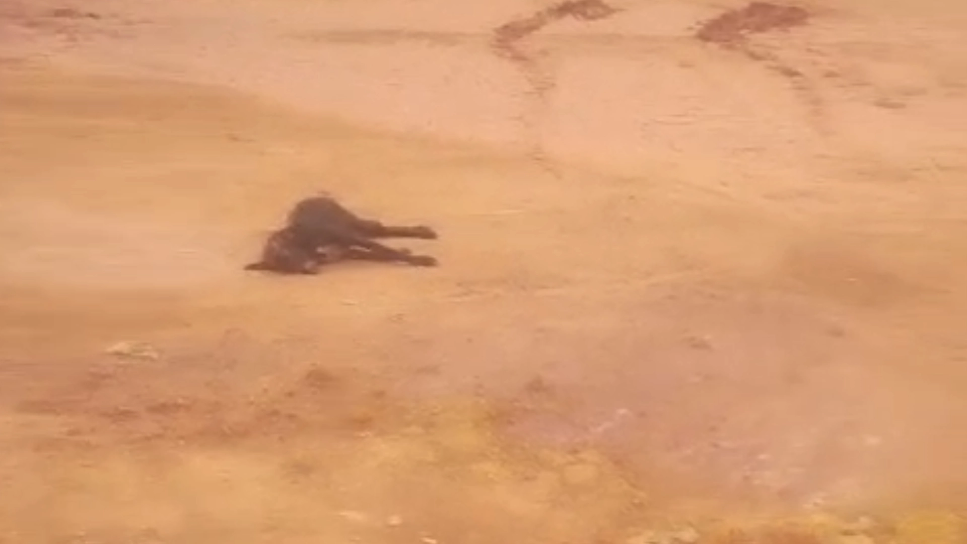 Cachorro é encontrado morto com arame no pescoço em Simonésia
